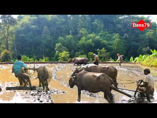 Suasana pedesaan saat musim bajak tiba - Ngagaru class=