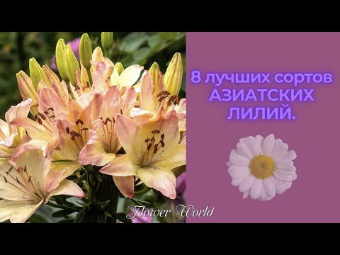 Видео: Что такое Робин Ред Холли - Узнайте, как выращивать растения Робин Ред Холли