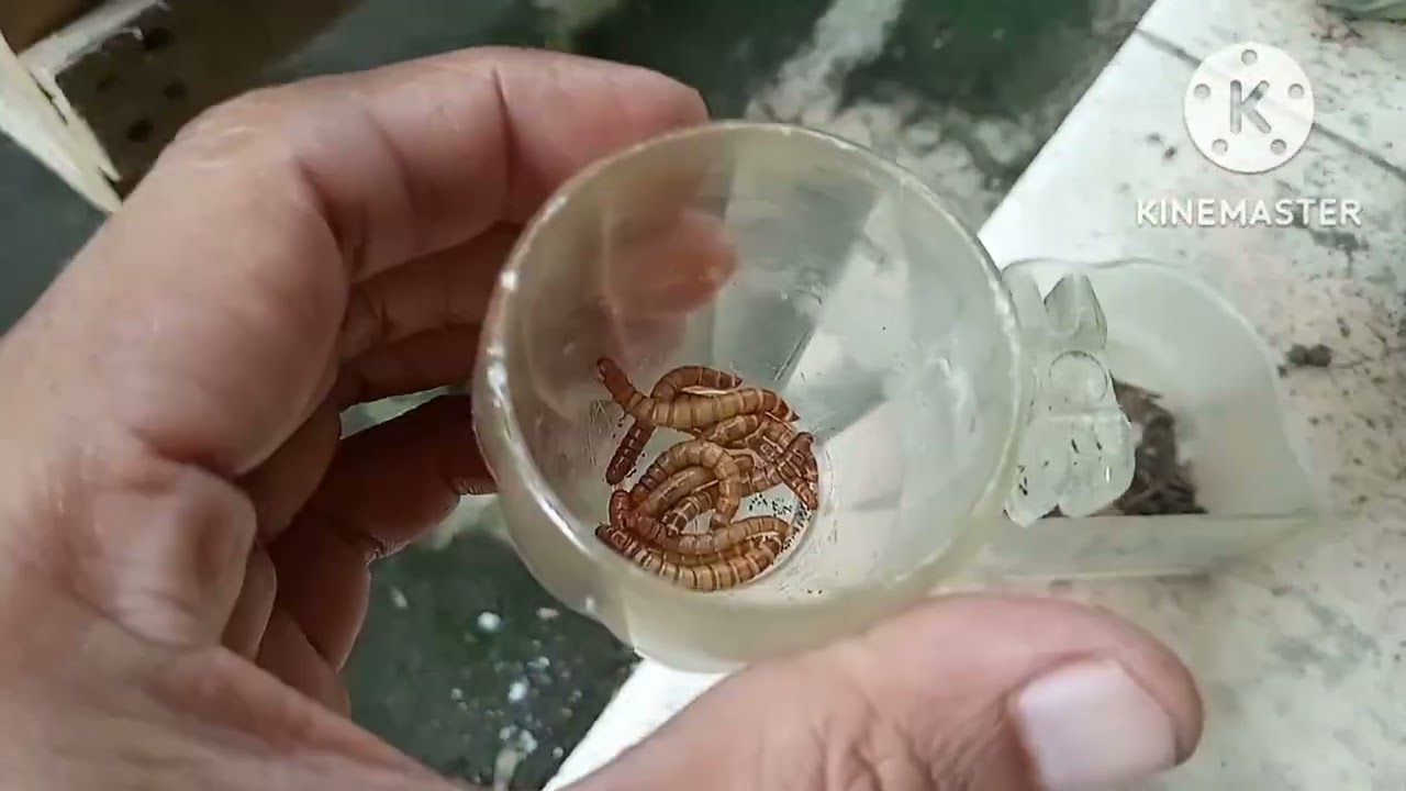 berbagi pengalaman rawatan burung muraibatu dubur putih @yuhungkicaualam