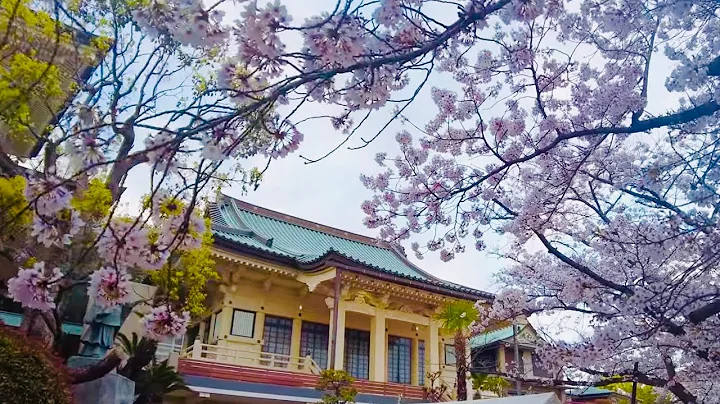 4K -Cherry Blossom in the rain  ||Kobe Egeyama Par...