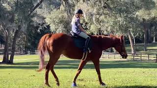 Otto & Raegan, Flatwork on a Thursday