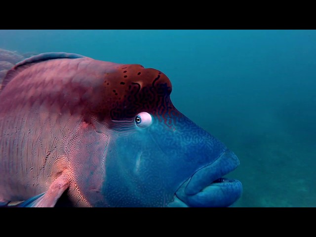 Barrière de Corail 1