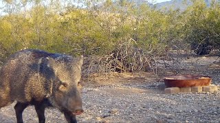 Javelina tears trail camera off of mount