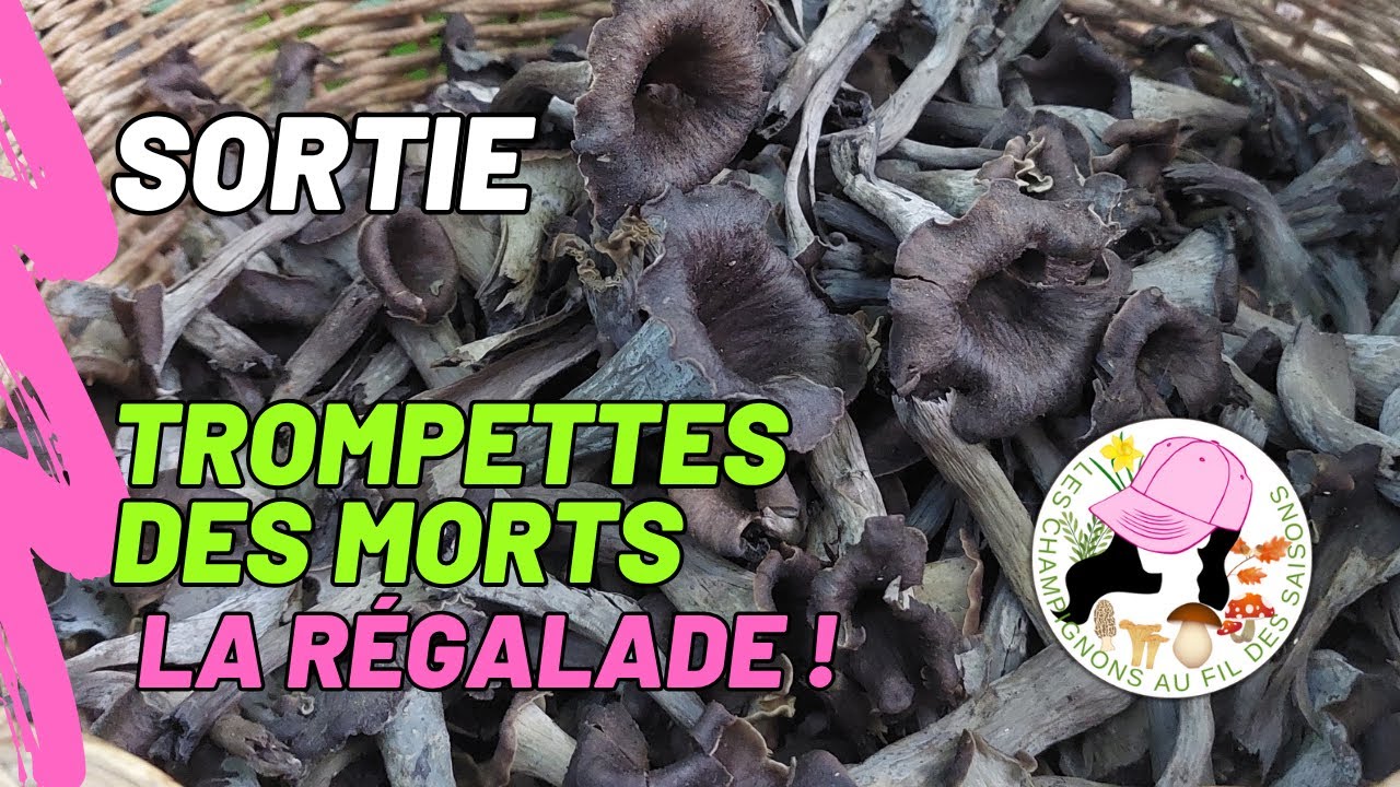 Cueillette Trompettes des morts 05 octobre 2025. La régalade !
