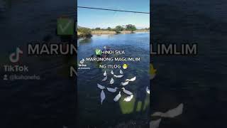 PECKIN DUCK FARMING IN THE PHILIPPINES