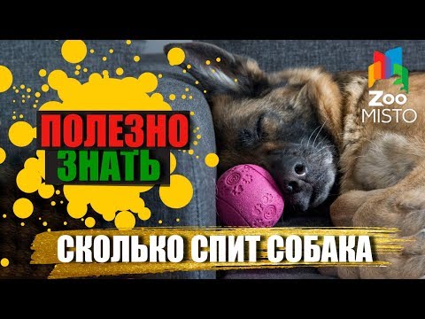 Полезно знать с ZooMISTO | Сколько спит собака