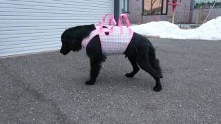 ハニカム胴着ですよ～