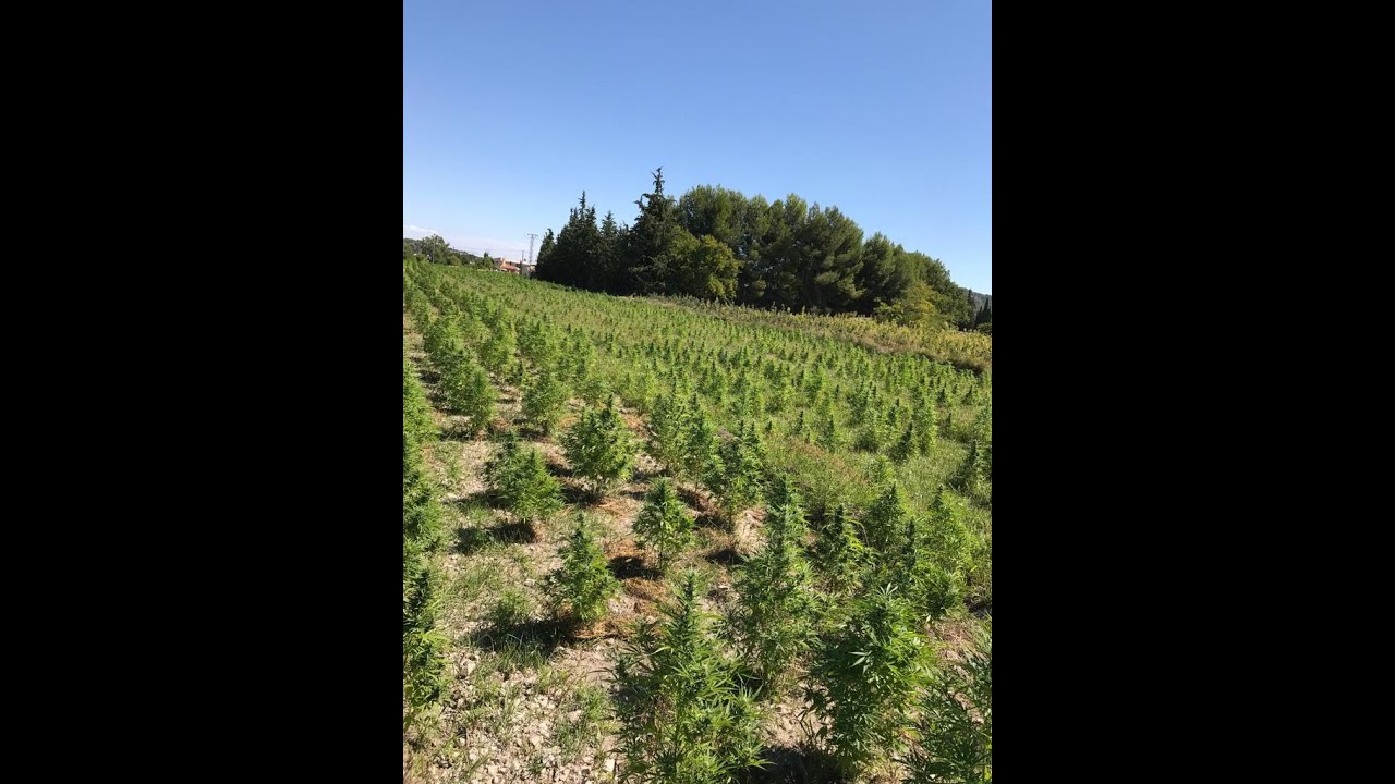 Robos de cáñamo: ¿por qué y dónde?