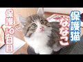 【保護猫】保護した子猫の甘え方が可愛すぎてたまりません【子猫保護/捨て猫/迷い猫】