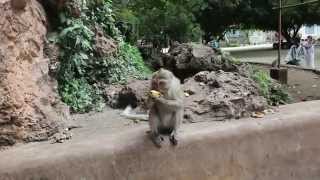 Monkey Island In Thailand | Germanizing Retro Vlogs | 61