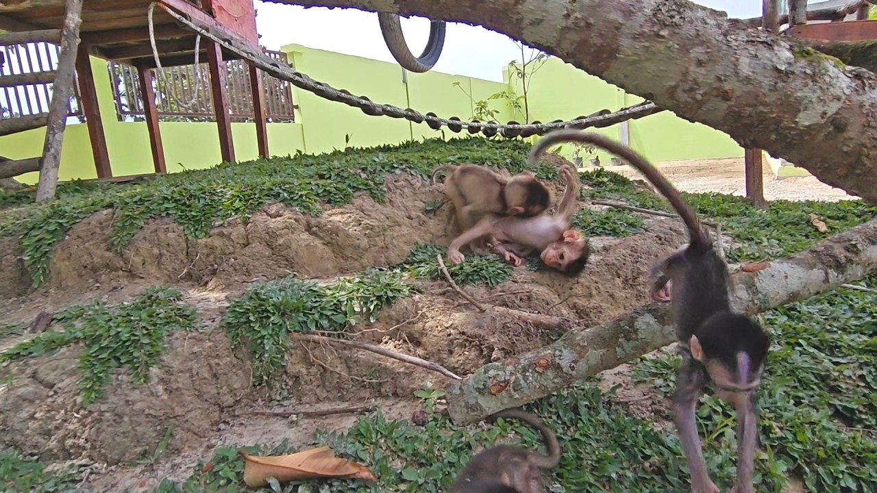 Woooww 😲😅🤣Maya and Milo are so close, joking until they fall and roll on the ground