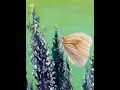 Lavender Field Butterfly Art Print, Botanical Cottagecore Wall Decor