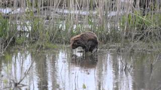 Europese Bever - Castor Fiber Noordwaard