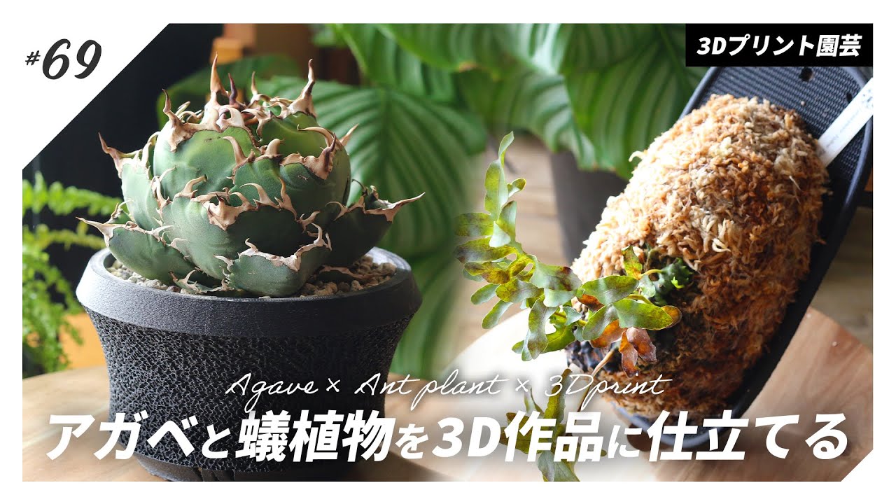 【アガベ・アリ植物】白鯨・レカノプテリスを3Dプリントした鉢・板へ仕立てる。｜フィリグリー/ホワイトアイス