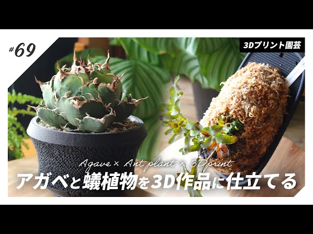 アガベ・アリ植物】白鯨・レカノプテリスを3Dプリントした鉢・板へ