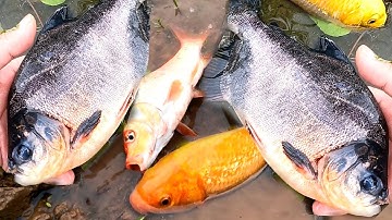 Bắt cá chim, cá chép vàng, cá rô đồng, cá sộp, con cá vàng - các loại cá nước ngọt