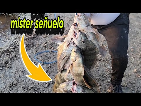 lo volvimos a lograr 100 LIBRAS DE PESCADO EN MENOS DE UNA HORA