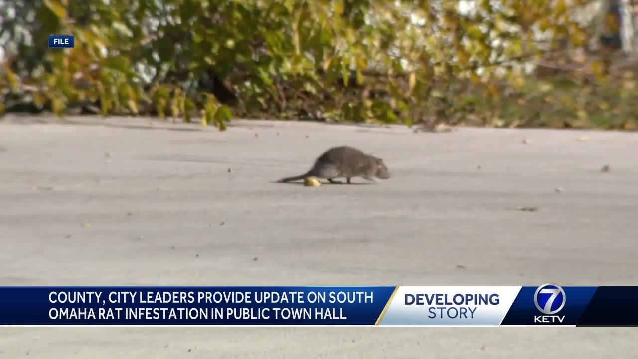 Rat Update City leaders gives an update on South Omaha's ongoing Rat issue - YouTube