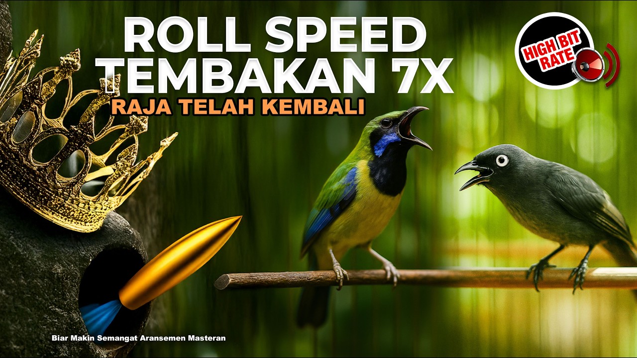 🔴 Live Masteran Tajam Roll Speed Tembakan Cucak Cungkok Gacor Kunti Kastem vs Srigunting Abu Isian