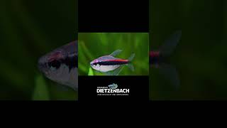 Rare South American Tetra Fish / Hyphessobrycon sp. aff. melanostichos Firestripe