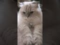 ABONE OLMAYI UNUTMA#cat #kitten #keşfet #cute #kedi #dance #love #sevimli dostlarımız#abone