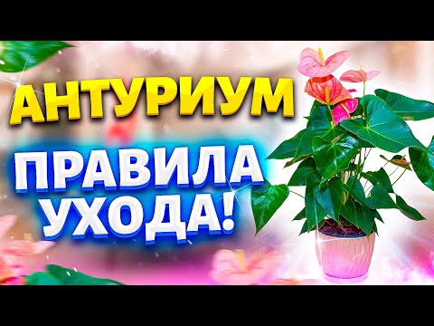 Антуриум ЧЕРНЕЮТ ЛИСТЬЯ! Пересадка и Уход! НЕ ЦВЕТЕТ АНТУРИУМ, ЖЕЛТЕЮТ и СОХНУТ ЛИСТЬЯ