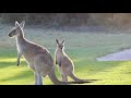 Kangaroos the animals