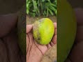 Schaut Es Euch An Mango ReifeMango Köstlich Lecker Frucht 