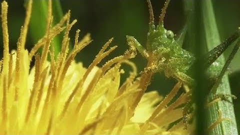 Grasshopper On Flower Stock Video