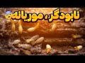راه سریع از بین بردن موریانه آموزش و درمان گیاهان ودرختان