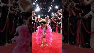 USA dog show 🇺🇲🇺🇲🇺🇲
