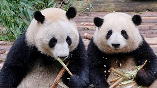 Hehua and Heye appeared together, Grandpa Tan pulled out the nails on the tree to resolve the crisis by 胖达日记 Hi Panda 6,405 views 7 days ago 1 minute, 23 seconds