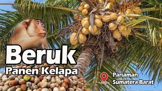 Unik, Beruk Bantu Petik Kelapa di Pariaman, Sumatera Barat