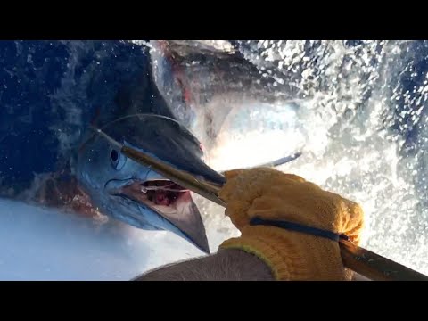 #fishing tuna #Swordfish of Hawaii #釣り #カジキマグロ #トローリング 人生最大魚が釣れた！