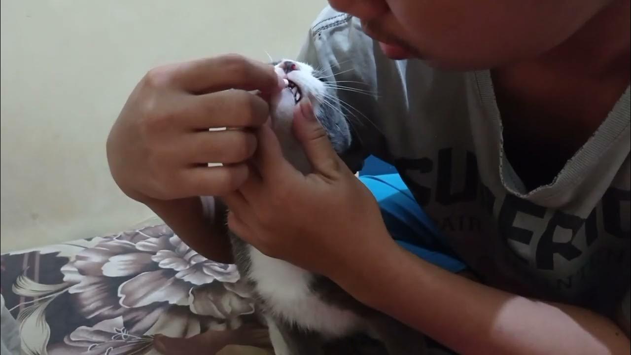 Obat Kapsul Si Kucing