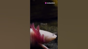 Axolotl: The Smiling Salamander of Mexico!
