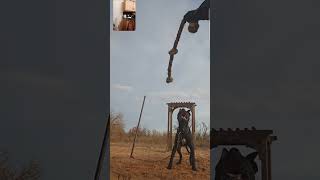 Chun-Li The Pitbull Shows How Yo Do The 1 2 Shake Shake