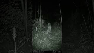 The Fox Came Back Not Alone