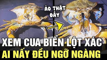 Cận cảnh QUÁ TRÌNH LỘT XÁC của 1 con cua biển, hồi hộp ngỡ ngàng nhưng tuyệt đẹp | TÁM TV