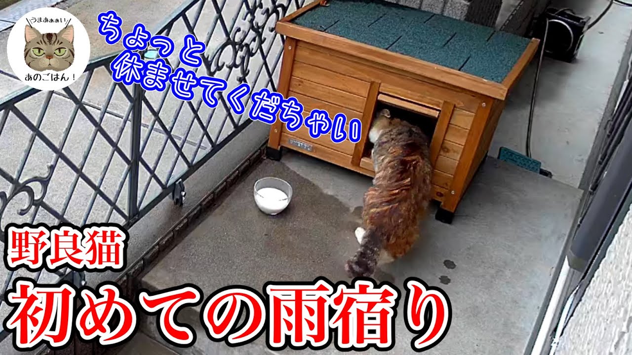 突然の雨、雨宿りに来た野良猫（縞三毛♂）