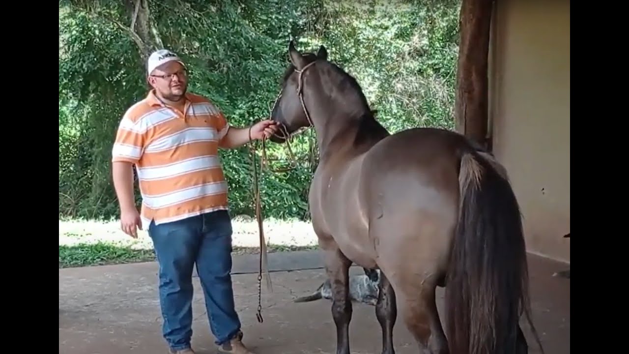 Lance no Campo: robô faz ordenha 24 horas por dia em propriedade