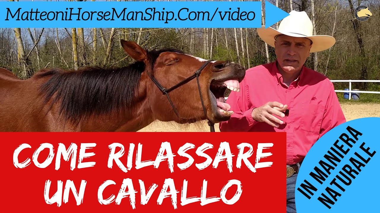 Come rilassare un cavallo usando la tecnica del gioco di amici