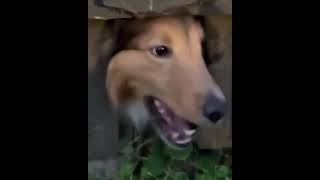 Dog Stops Other Dogs from Fighting (Perfectly cut memes)