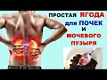 СОХРАНИ СВОИ ПОЧКИ   ПРОСТАЯ ЯГОДА ДЛЯ ЗДОРОВЬЯ ПОЧЕК и МОЧЕВОГО ПУЗЫРЯ