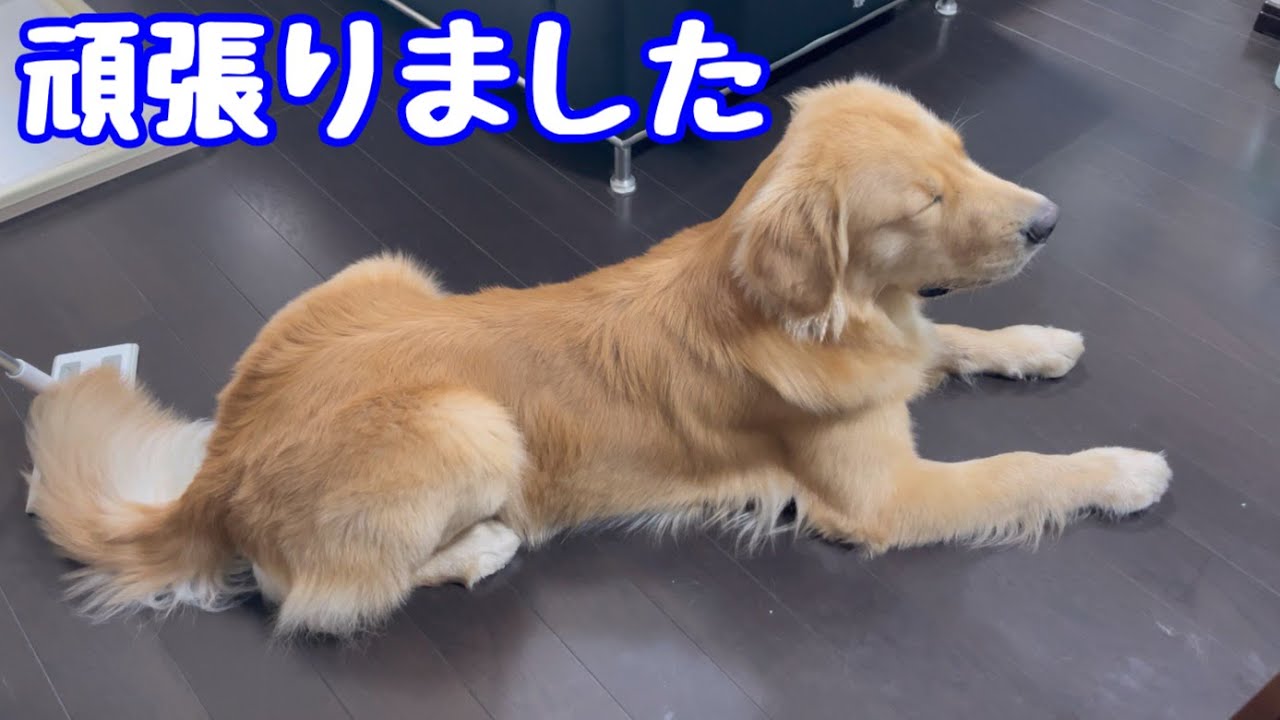 しつけを頑張るゴールデンレトリバー9ヶ月 - YouTube