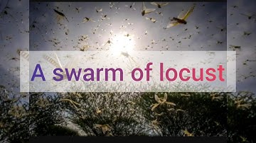 LOCUST Attack | Control measures for Locust