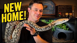 Upgrading Your Snake’s Enclosure Doesn’t Have to Be Expensive!