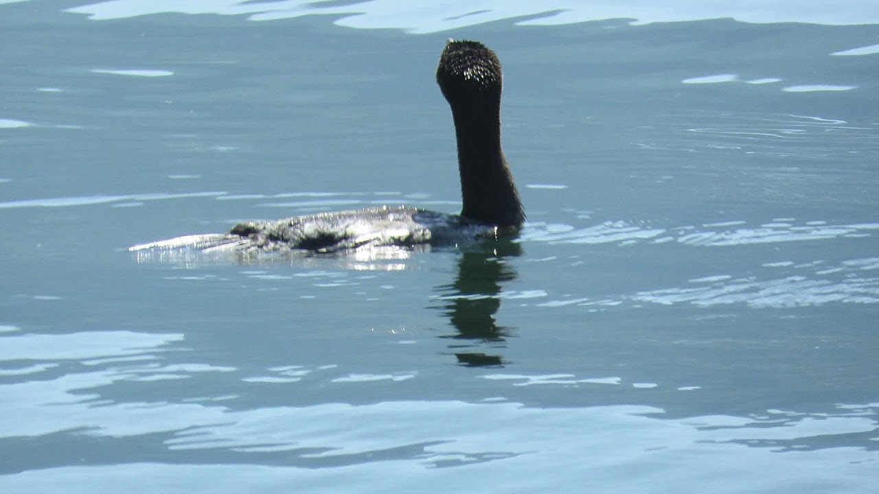 Juvenile Great cormorant and Great crested grebe diving for Fish 