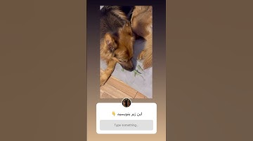 Answer the question : What is this vegetable in front of the dog ? Please comment