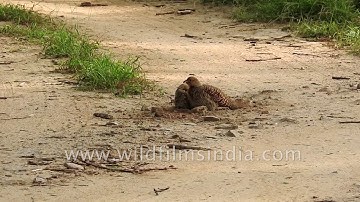 Partridge gets attacked by small raptor on forest path